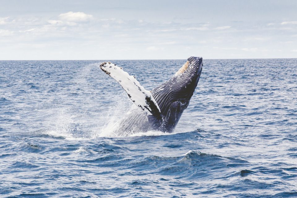 humpback-1209297_1920