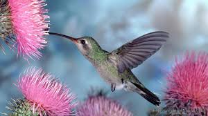 Free Hummingbird image 3.